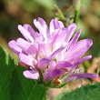 Blütenfoto Trifolium resupinatum