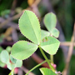 Blätterfoto Trifolium resupinatum