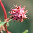 Fruchtfoto Trifolium resupinatum