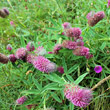 Habitusfoto Trifolium rubens