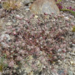Habitusfoto Trifolium saxatile