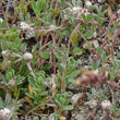Blätterfoto Trifolium saxatile