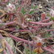 Stängel-/Stammfoto Trifolium saxatile