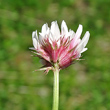 Foto Kelch Trifolium thalii