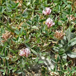 Habitusfoto Trifolium thalii