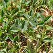 Blätterfoto Trifolium thalii