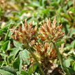 Foto von Besonderheit Trifolium thalii