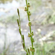 Portraitfoto Triglochin palustris