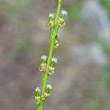 Blütenfoto Triglochin palustris