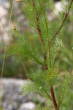 Blätterfoto Tripleurospermum inodorum
