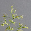 Blütenfoto Trisetum flavescens