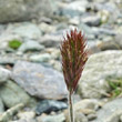 Blütenfoto Trisetum spicatum
