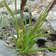 Blätterfoto Trisetum spicatum