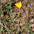 Blütenfoto Tulipa sylvestris