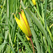Blütenfoto Tulipa sylvestris subsp. australis