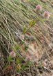 Habitusfoto Trifolium arvense