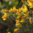 Blütenfoto Ulex europaeus