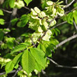 Blätterfoto Ulmus glabra