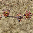 Blütenfoto Ulmus glabra