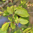 Blätterfoto Ulmus laevis