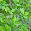 Blätterfoto Ulmus minor
