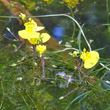 Portraitfoto Utricularia australis