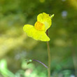 Blütenfoto Utricularia australis
