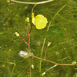 Habitusfoto Utricularia australis