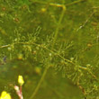 Blätterfoto Utricularia australis