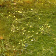 Foto von Besonderheit Utricularia australis