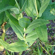 Blätterfoto Vaccaria hispanica
