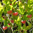 Blütenfoto Vaccinium myrtillus