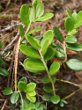Blätterfoto Vaccinium vitis-idaea