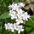 Blütenfoto Valeriana dioica