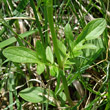 Blätterfoto Valeriana dioica