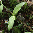 Blätterfoto Valeriana montana