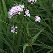 Blütenfoto Valeriana montana