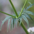 Stängel-/Stammfoto Valeriana officinalis