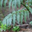 Blätterfoto Valeriana officinalis