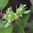 Blütenfoto Valerianella carinata