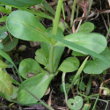 Blätterfoto Valerianella locusta