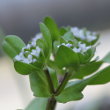 Blütenfoto Valerianella locusta