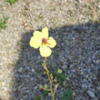 Habitusfoto Verbascum blattaria