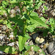 Blätterfoto Verbascum blattaria