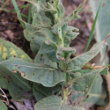 Blätterfoto Verbascum densiflorum