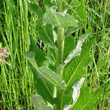 Blätterfoto Verbascum lychnitis