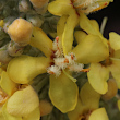 Blütenfoto Verbascum lychnitis