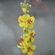 Blütenfoto Verbascum nigrum