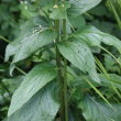 Blätterfoto Verbascum nigrum