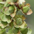 Fruchtfoto Verbascum nigrum